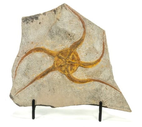 Moroccan Jurassic Starfish Fossil: Moroccan Jurassic Starfish fossil with great detail. 5” x 6” x .75”. 1 pound, 3 ounces.