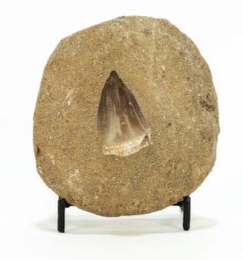 Mosasaur Tooth Fossil in Matrix: Mosasaur tooth fossil in matrix. 3.75" x 3.25" x 1.75". 318 grams.