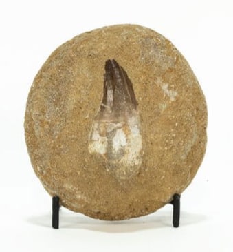 Mosasaur Tooth Fossil in Matrix: Mosasaur tooth fossil in matrix. 3.75" x 3.25" x 1.75". 304 grams.