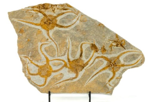 Moroccan Jurassic Multiple Starfish Fossil - Repaired: Moroccan Jurassic five larger starfish fossil with other smaller impressions. 7.25" x 11.75" x .75". 3 pounds, 5 ounces.