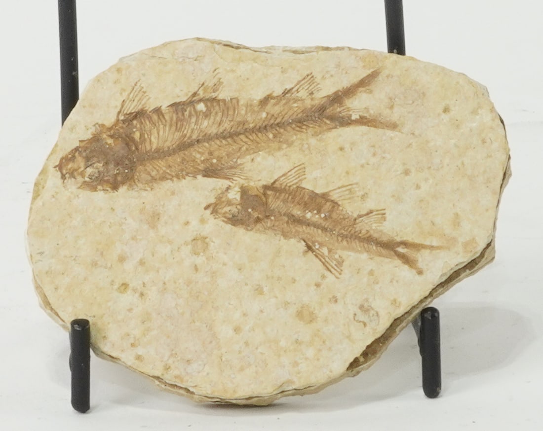 High Detail Two Fish Fossil: High detail two fish fossil from the Green River in Wyoming. 2.5" x 3.5" x 0.25". 4 ounces.