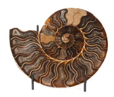 Polished Ammonite Half: Polished ammonite half with great crystallization. 5" x 6" x .25". 14 ounces.
