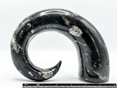 Carved Moroccan Orthoceras Fossil Horn