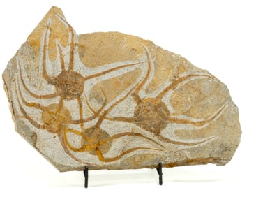 Moroccan Jurassic Four Starfish Fossil - Repaired