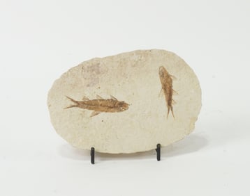 High Detail Two Fish Fossil