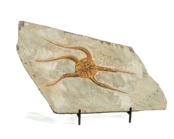 Moroccan Jurassic Starfish Fossil