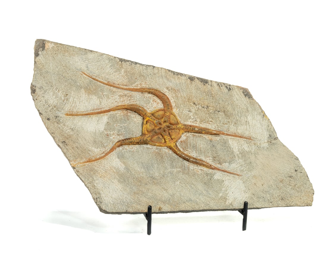 Moroccan Jurassic Starfish Fossil (1 of 1)