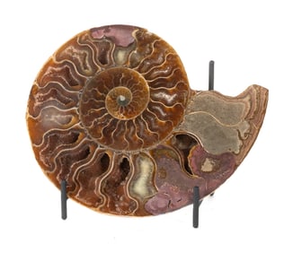 Polished Ammonite Fossil Half