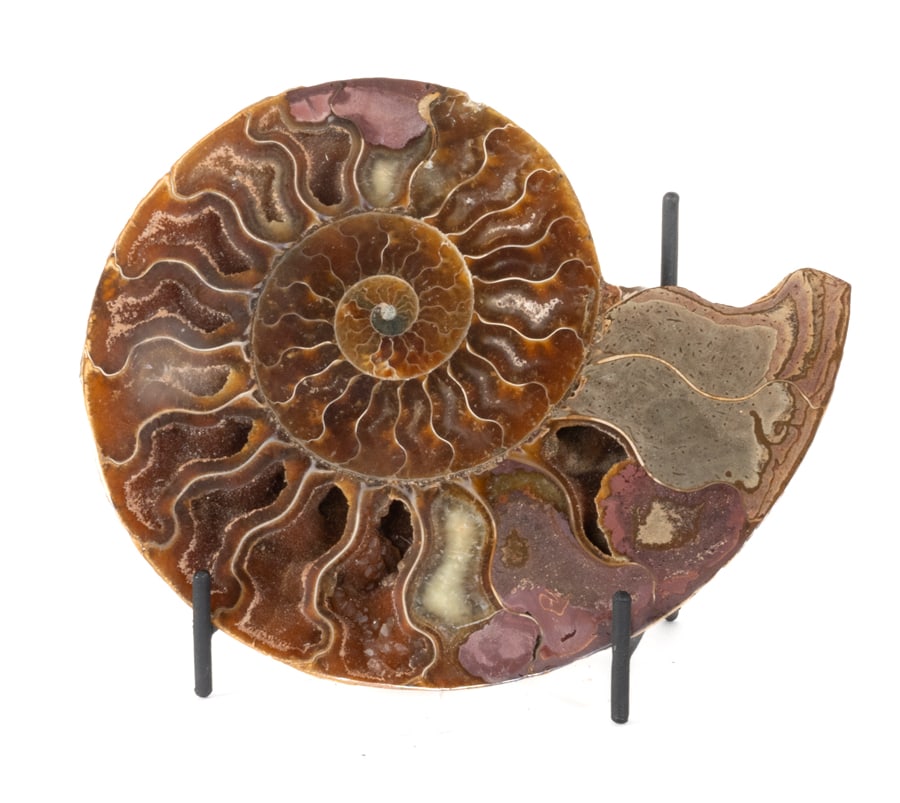 Polished Ammonite Fossil Half (1 of 2)