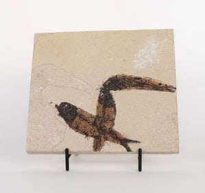 Green River Fish Fossil Plate