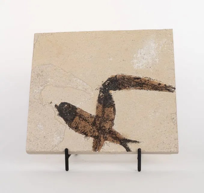 Green River Fish Fossil Plate (1 of 1)