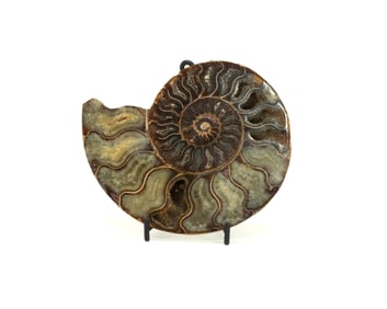Polished Ammonite Half