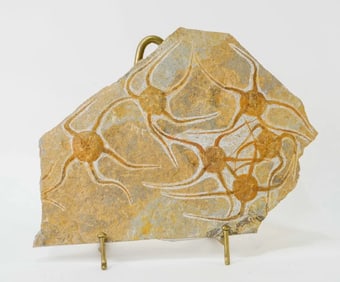 Moroccan Jurassic Multiple Starfish Fossil - Repaired