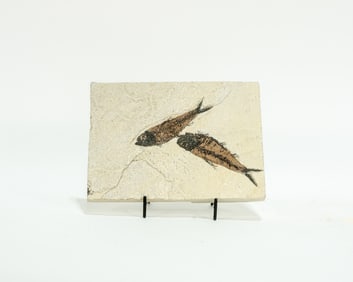 Green River Fish Fossil Plate