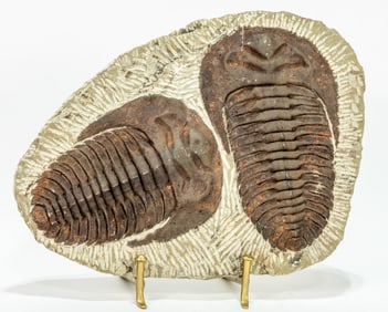 Moroccan Double Trilobite Fossil