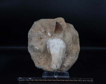 Huge Mosasaurus Shark Tooth Fossil in Matrix