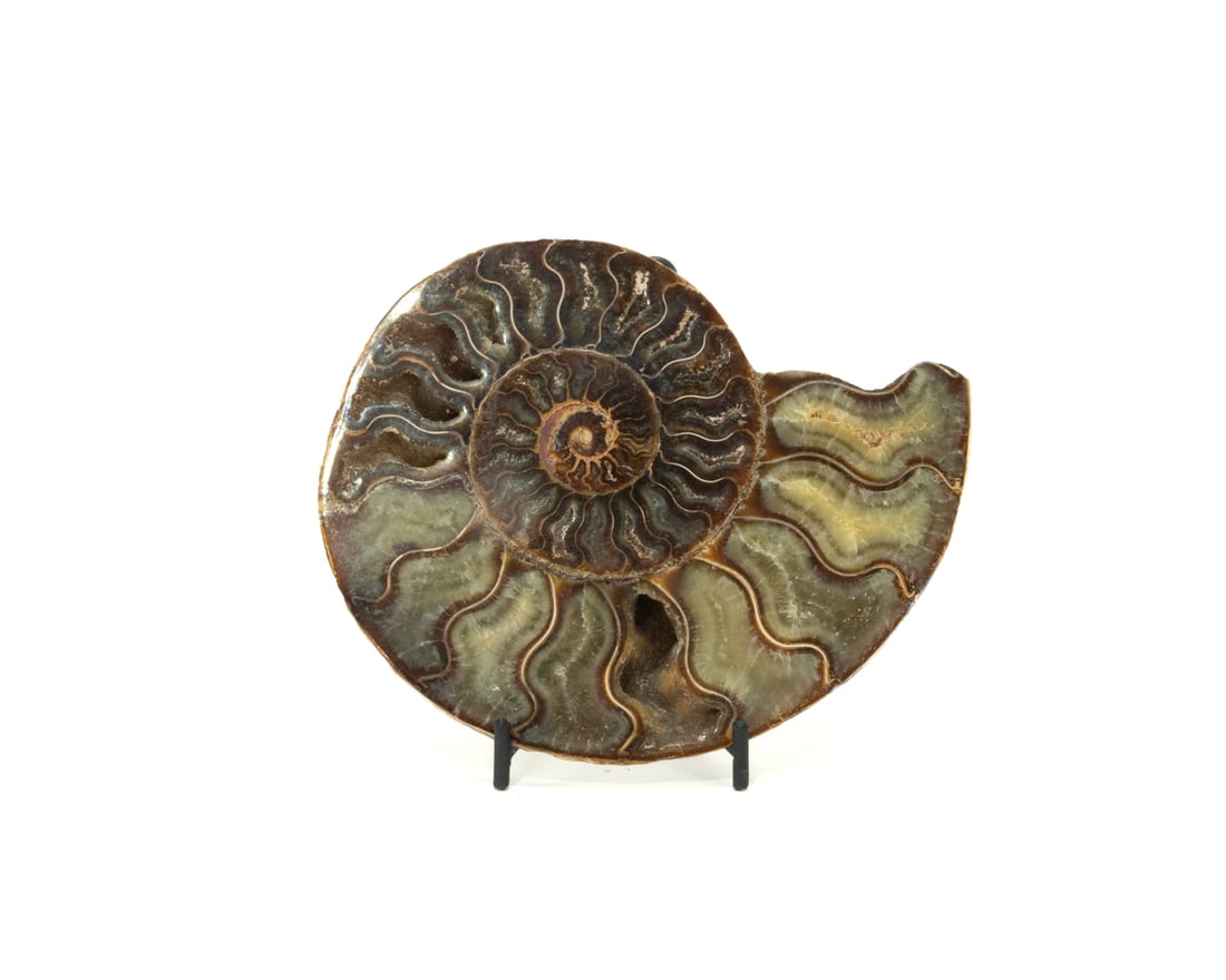 Polished Split Ammonite Half (1 of 2)