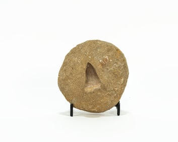 Mosasaur Tooth Fossil in Matrix
