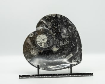 Orthoceras Fossil Heart Dish