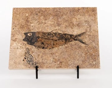Green River Fish Fossil Plate