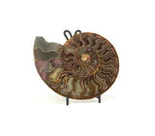 Polished Split Ammonite Half