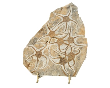 Moroccan Jurassic Multiple Starfish Fossil - Repaired