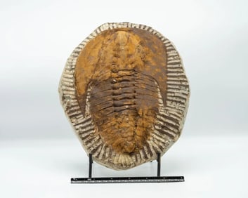 Large Moroccan Trilobite Fossil
