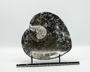 Orthoceras Fossil Heart Dish