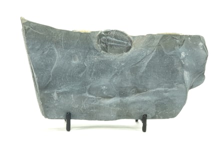 Utah Trilobite Fossil in Matrix