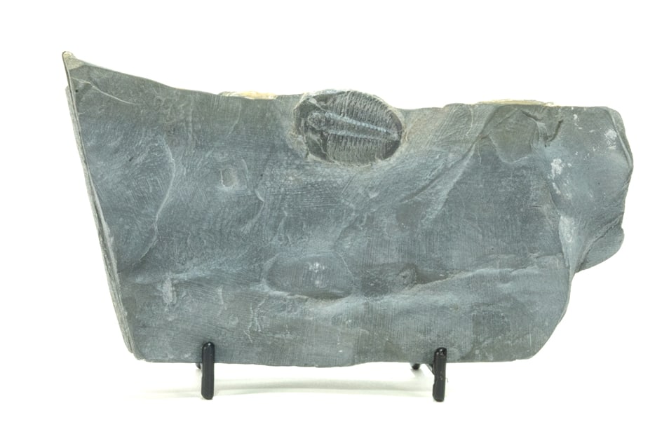 Utah Trilobite Fossil in Matrix: Trilobite fossil in matrix from Utah. 3" x 6" x 1". 1 pound.