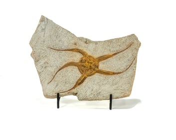 Moroccan Jurassic Starfish Fossil