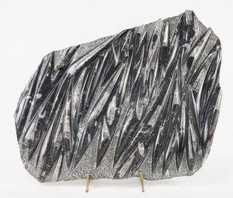 Massive Orthoceras Fossil Plate