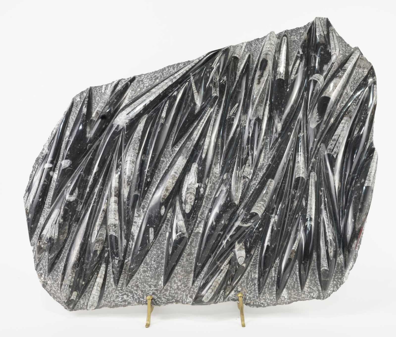 Massive Orthoceras Fossil Plate (1 of 1)