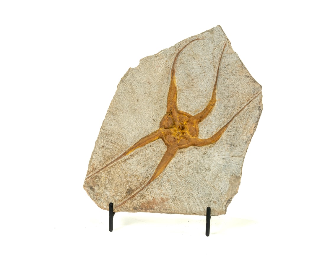 Moroccan Jurassic Starfish Fossil: Moroccan Jurassic starfish fossil with great detail. 5” x 7” x .5”. 1 pound, 13 ounces.