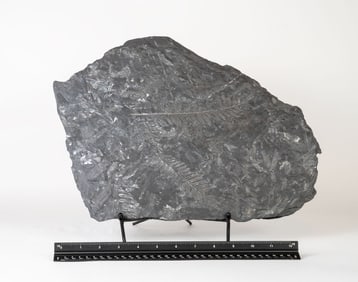 Large Seed Fern Plant Fossil  Plate