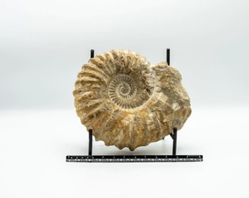 Large Unpolished Moroccan Ammonite Fossil