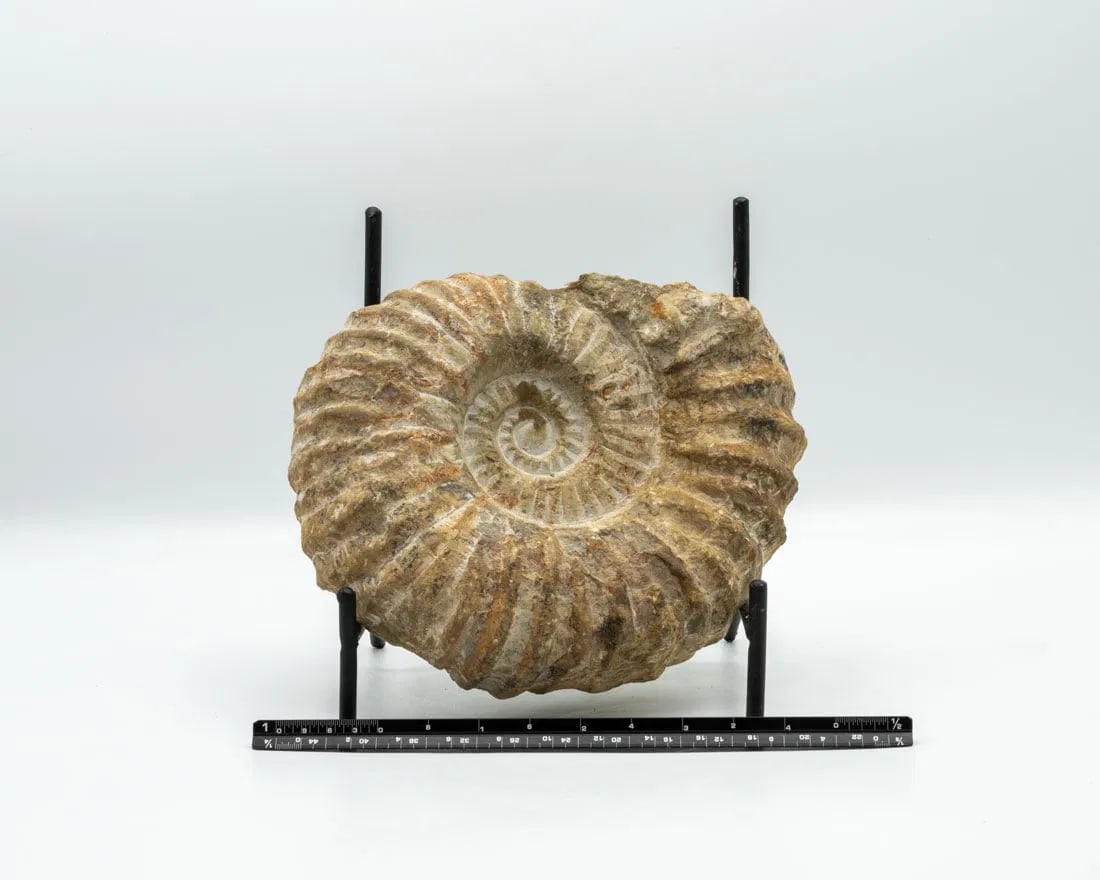 Unpolished Moroccan Ammonite Fossil (1 of 4)