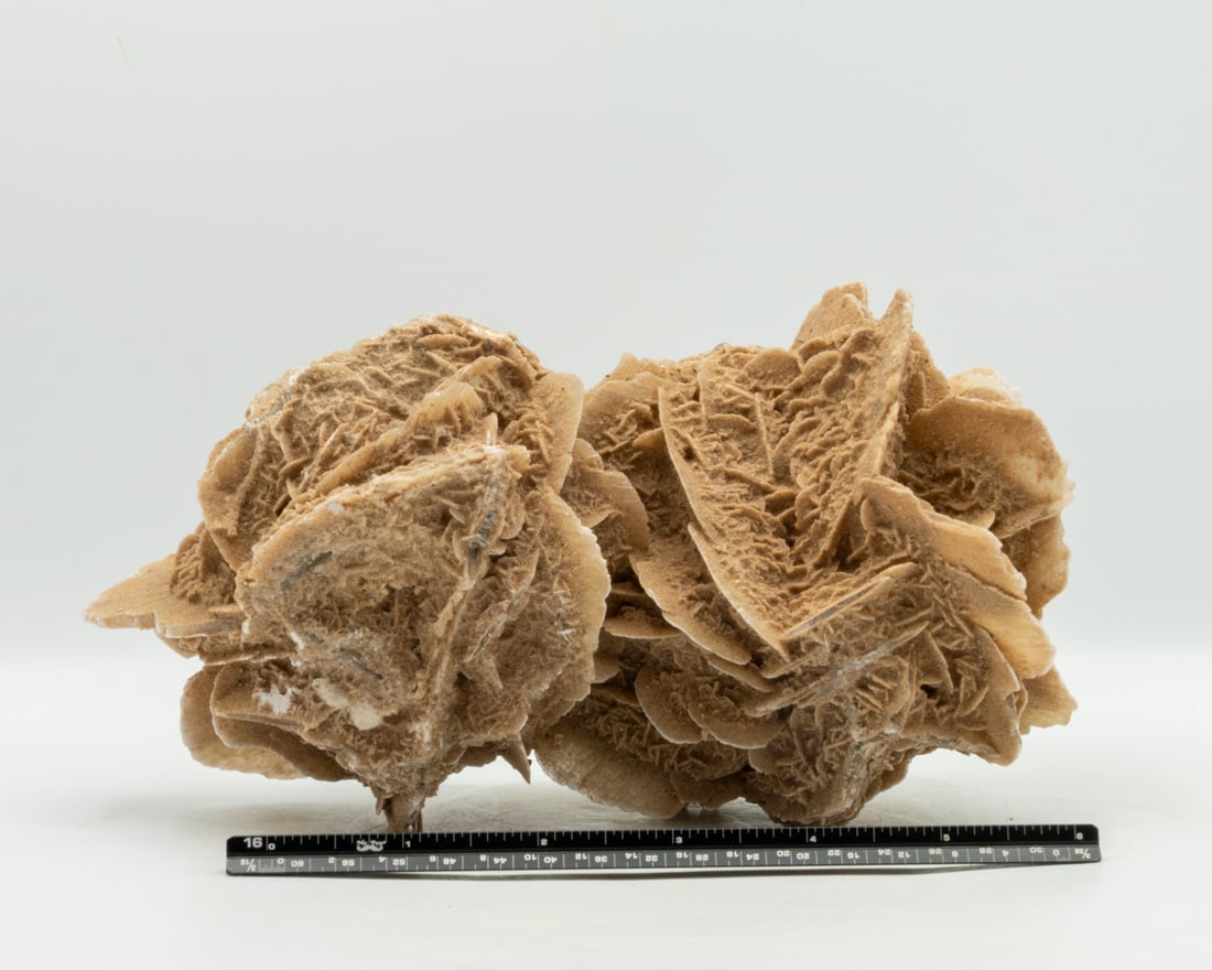 Two Large Flower Desert Rose Selenite Formation (1 of 2)