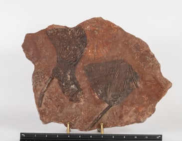 Two Scyphocrinite Crinoid Fossil