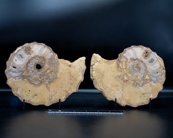 Texas Ammonite Fossil Pair