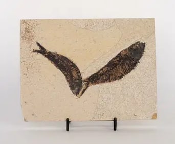 Green River Fish Fossil Plate