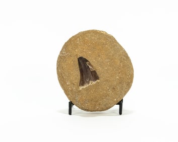 Mosasaur Tooth Fossil in Matrix