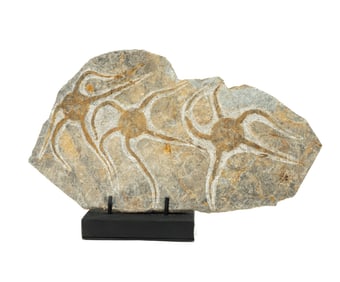 Moroccan Jurassic Multiple Starfish Fossil