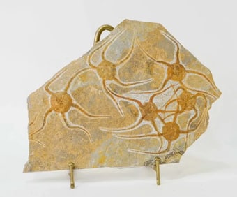 Moroccan Jurassic Multiple Starfish Fossil - Repaired