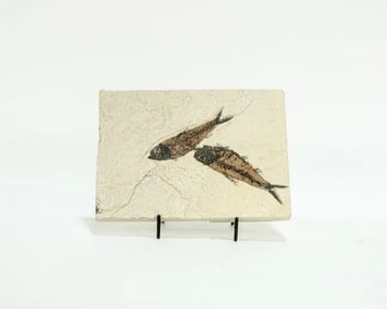 Green River Fish Fossil Plate
