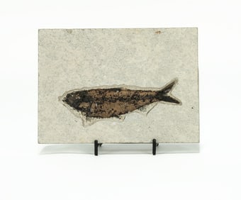 Green River Fish Fossil Plate