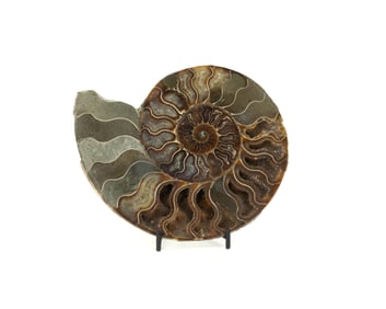 Polished Ammonite Fossil