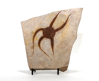 Moroccan Jurassic Starfish Fossil