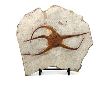 Moroccan Jurassic Starfish Fossil