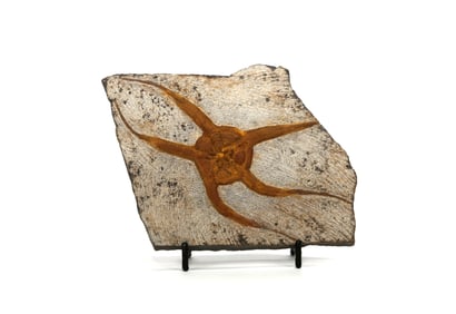 Moroccan Jurassic Starfish Fossil